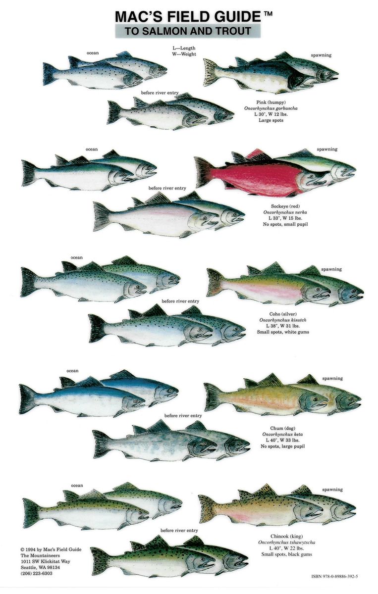 Mac's Field Guides Salmon and Trout of North America